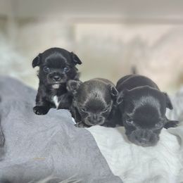 Chihuahua Puppies from Nadezhda's Chihuahuas