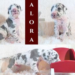 Great Dane Puppies from Pilot Danes