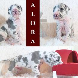 Great Dane Puppies from Pilot Danes