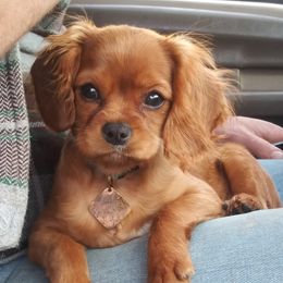 Cavalier King Charles Spaniel Puppies from Grace Cavalier Kingdom