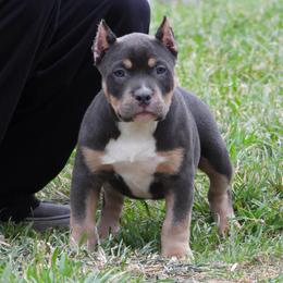 Barbecue - Blue tri-color male American Bully puppy in Orlinda, Tennessee from SimplyBullies