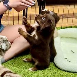 Garen - Red tri-color male Australian Shepherd puppy in Tucson, Arizona from TTTNT Aussies