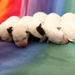 Australian Cattle Dog Puppies from Rising J Cattle Dogs