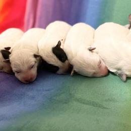Australian Cattle Dog Puppies from Rising J Cattle Dogs
