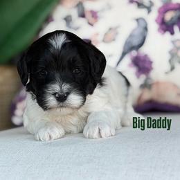 Big Daddy - Black male Australian Labradoodle puppy in Clarksville, Tennessee from Fairytale Lane Australian Labradoodles