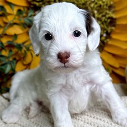 Girl 1 - Black and chalk female Australian Labradoodle puppy in Kentucky from Bluegrass Country Labradoodles
