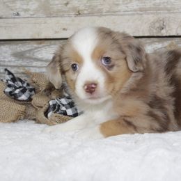 Rosemary - Red merle Miniature Australian Shepherd puppy in Paris, Texas from Kuttin’ Up Mini Aussies