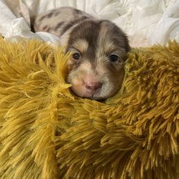 AKC GIRL 3 - Dapple female Dachshund puppy in Red Bank, California from Down The Hill Potterdale