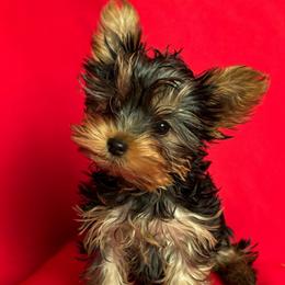 Boy - Blue and gold Yorkshire Terrier puppy in Alburnett, Iowa from Hobbs Shire Yorkies