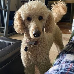 Poodle All Grown Up from Happy Standard Poodles