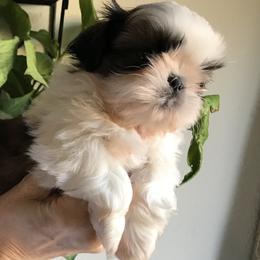 Shih Tzu Puppies from Willow Lane Shih Tzus