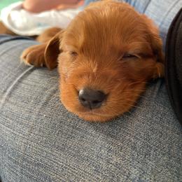 Girl 2 - Dark golden female Golden Retriever puppy in Yucaipa, California from Blessed Goldens