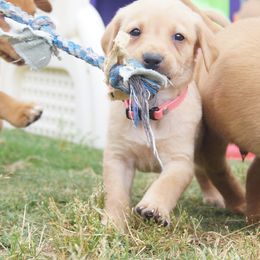 Labrador Retriever Puppies from Dry Pond Retrievers, LLC
