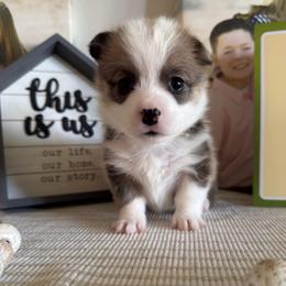 June - Sable female Pembroke Welsh Corgi puppy in Battle Ground, Washington from Westbrooke Kennels
