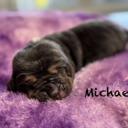 Michael - Blue tan and white male Basset Hound puppy in Richmond, Kentucky from Walters Hollow Hounds