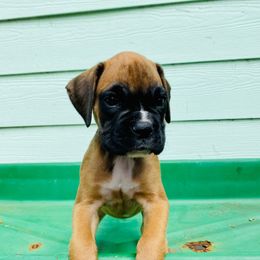 Boxer and French Bulldog Puppies from Beachside Boxers and Frenchies