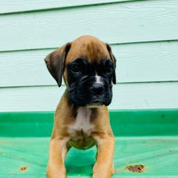 Boxer and French Bulldog Puppies from Beachside Boxers and Frenchies