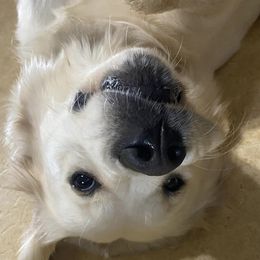 Golden Retrievers from Clems Goldens