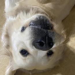 Golden Retrievers from Clems Goldens