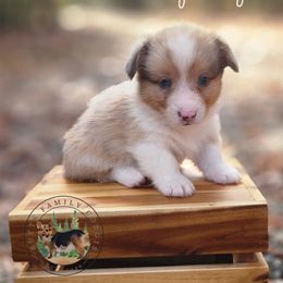 Spooky - Sable merle and white male American Corgi puppy in Cameron, North Carolina from Butts Family Corgis