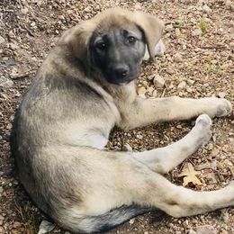 Anatolian Shepherd Dogs from Pea Ridge Anatolians