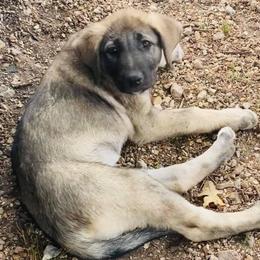 Anatolian Shepherd Dogs from Pea Ridge Anatolians