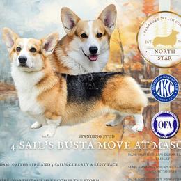 Busta - Pembroke Welsh Corgi
