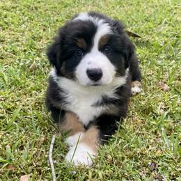 Miniature Australian Shepherd Puppies from Duncan’s Miniature Australian Shepherds