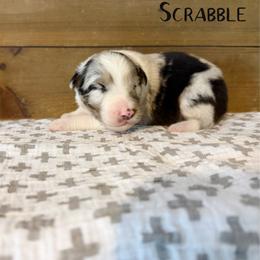 Scrabble - Blue merle male Australian Shepherd puppy in Kearney, Nebraska from Helix Aussies