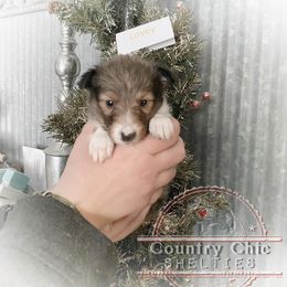Shetland Sheepdog Puppies from Country Chic Shelties
