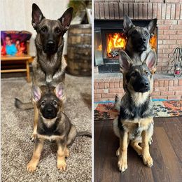 German Shepherd Puppies from Shepherds of the Hundred Acres