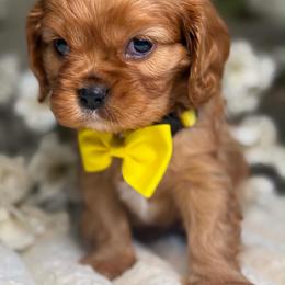Poppy - Ruby female Cavalier King Charles Spaniel puppy in Yuciapa, California from AlltheDoodlez_