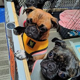 Pugs from Designer Paws