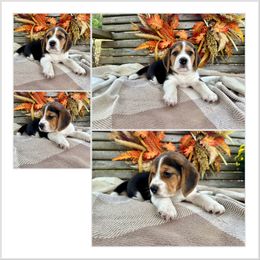 1st Choice - Black white and tan male Beagle puppy in Monticello, Georgia from Beaglelove
