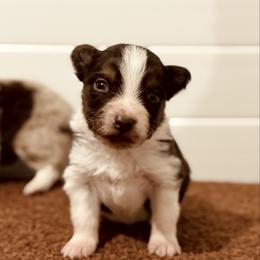Red Tri Girl 2 - Orange Ribbon - Red tri-color female Australian Shepherd puppy in Dundee, Ohio from Aussies Of Circle H