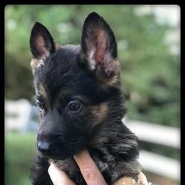 German Shepherd Puppies from Central Coast German Shepherds