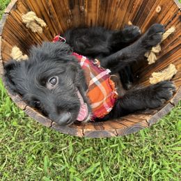 Cricket - Black and white female Aussiedoodle puppy in Taylors, South Carolina from Aspen Mountain Doodles LLC