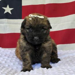 Girl 3 - female Bouvier des Flandres puppy in Marionville, Missouri from Sandbox Puppies