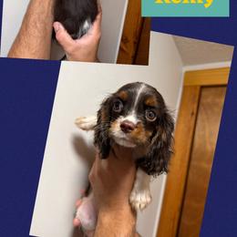 Remy - Chocolate male Cavalier King Charles Spaniel puppy in Spring Hill, Florida from Wonderland Cavaliers