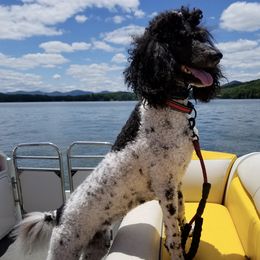 Poodles from Healthy and High Quality Standard