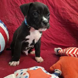 Monsoon - Black male American Staffordshire Terrier puppy in Manton, Michigan from Freedom Amstaffs Legacies