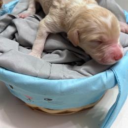 Red parti girl - Parti female Double Doodle puppy in Yoakum, Texas from The Scott’s Dood Ranch