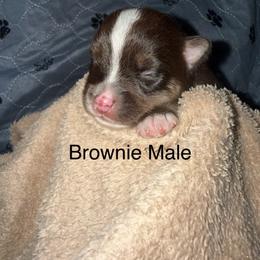 Brownie - Chocolate male Pomsky puppy in Avoca, Michigan from Repurposed Paradise Farm