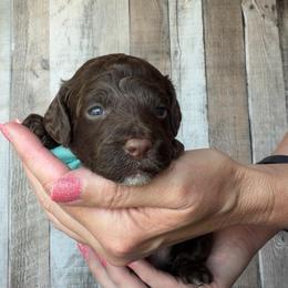 Beacon - Chocolate male Goldendoodle puppy in Decatur, Texas from Scherrer Sweet Goldendoodles