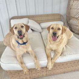 Australian Labradoodle, Labrador Retriever, and Poodle Puppies from Laird Farms