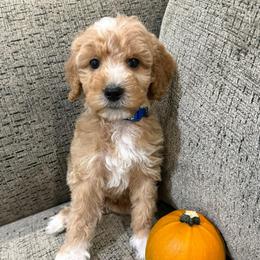Neville - Apricot male Goldendoodle puppy in Conroe, Texas from Tails of Cypress
