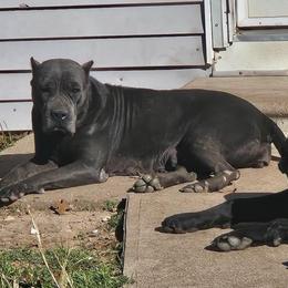 Blu - Cane Corso