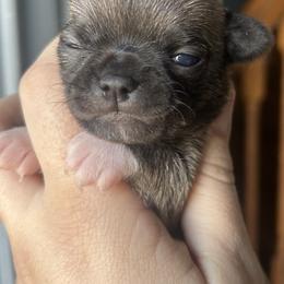 Chihuahua and French Bulldog Puppies from Sasha’s Elite Kennel LLC