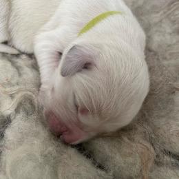 Lime Green - Light golden female Golden Retriever puppy in Williamsport, Maryland from Feather Fletched English Goldens