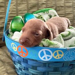Lexi - Fawn (Isabella) female Dachshund puppy in Victorville, California from Wirz’s Weens